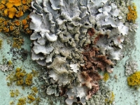lichen-1
